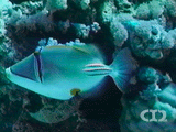 Arabian picassofish
