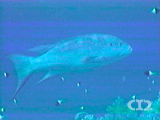 Roving coralgrouper(Var.)