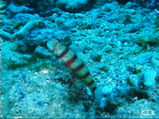 Red-banded prawn-goby