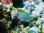 Ambon chromis