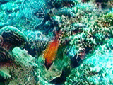 Longjaw squirrelfish