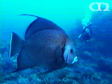 Gray angelfish