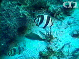 Banded butterflyfish