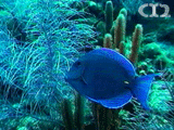 Blue tang