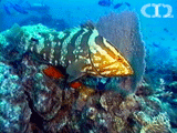 Nassau grouper