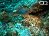 Redfin parrotfish ()