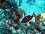 Stoplight parrotfish ()