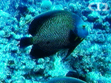 French angelfish