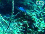 Blue Chromis