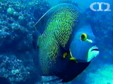 French angelfish