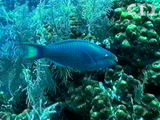 Princess parrotfish ()