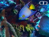 Queen angelfish