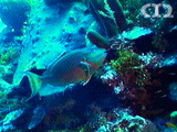 Stoplight parrotfish ()
