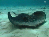 Southern Stingray