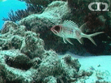 Longspine squirrelfish