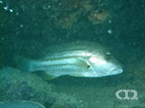 Spanish flag snapper