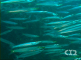 Sharpfin barracuda