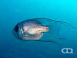 Red snapper (juv) ?