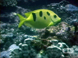 Threeblotched rabbitfish