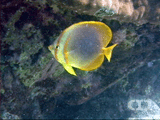 Golden-striped butterflyfish
