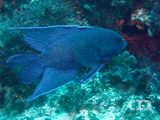 Southern Blue Devil