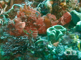 Raggy scorpionfish