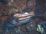 Western Australian jewfish (juv)