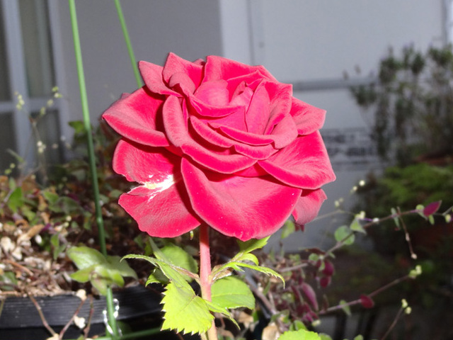 編集したトリミング画像