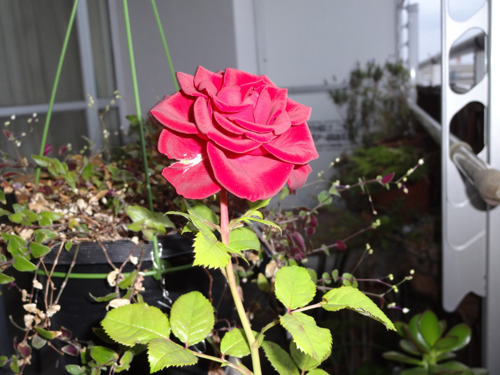 変換したPNG画像